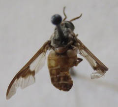 Chrysops brevifascia