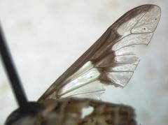 Chrysops brevifascia