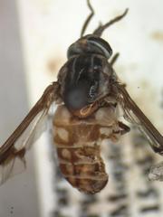 Chrysops brevifascia