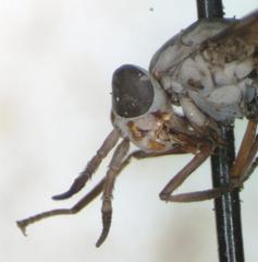 Chrysops brevifascia