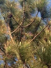 Pinus