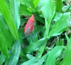 Dysdercus evanescens