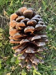 Pinus