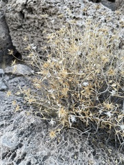 Pleurocoronis pluriseta