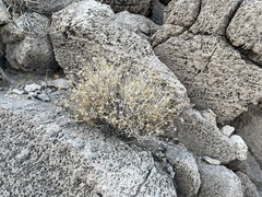 Pleurocoronis pluriseta