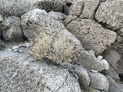 Pleurocoronis pluriseta