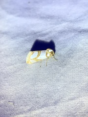Argentostiria koebelei