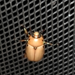 Pelidnota costaricensis