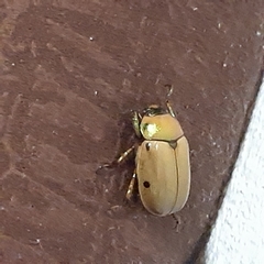 Pelidnota costaricensis