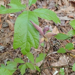 Amphibolips acuminata