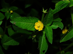 Ludwigia affinis