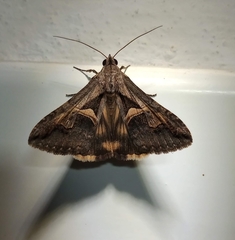Melipotis bisinuata