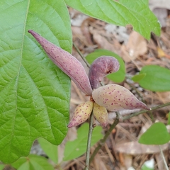 Amphibolips acuminata