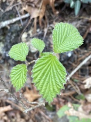 Viburnum carolinianum