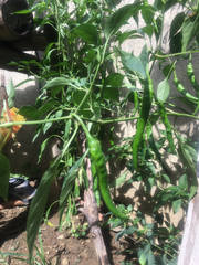 Capsicum annuum