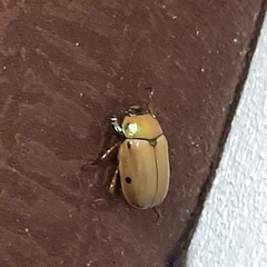 Pelidnota costaricensis