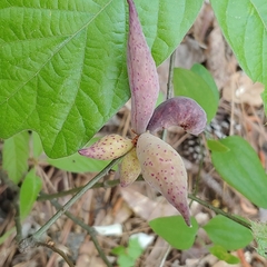 Amphibolips acuminata