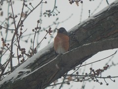 Turdus migratorius