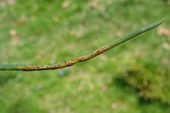 Puccinia liliacearum