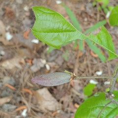 Amphibolips acuminata