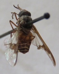 Chrysops brevifascia