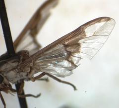 Chrysops brevifascia