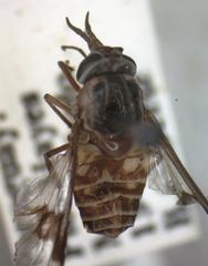 Chrysops brevifascia