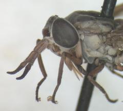 Chrysops brevifascia