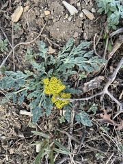 Cymopterus longipes