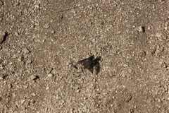 Conophorus fenestratus