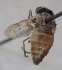 Dasybasis testaceomaculata