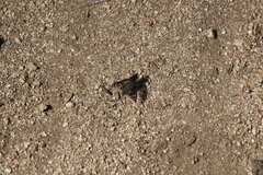 Conophorus fenestratus