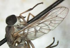 Dasybasis testaceomaculata