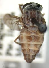 Dasybasis testaceomaculata