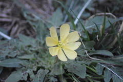 Oenothera primiveris