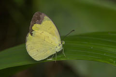 Eurema sari