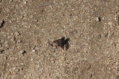 Conophorus fenestratus