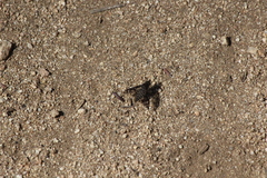 Conophorus fenestratus