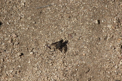 Conophorus fenestratus