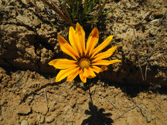 Gazania linearis