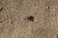 Conophorus fenestratus