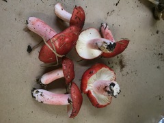 Russula sanguinaria image