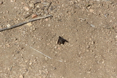 Conophorus fenestratus