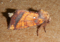 Papaipema leucostigma