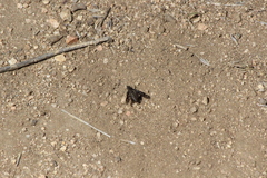 Conophorus fenestratus