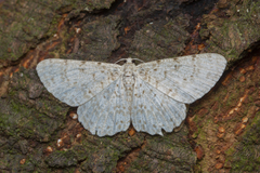 Catoria sublavaria