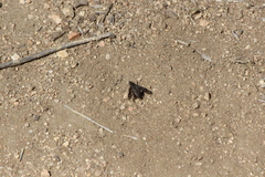 Conophorus fenestratus