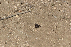 Conophorus fenestratus