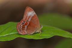 Abisara geza