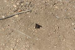 Conophorus fenestratus